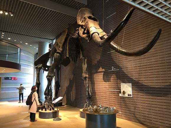 マンモスの骨格化石と女性