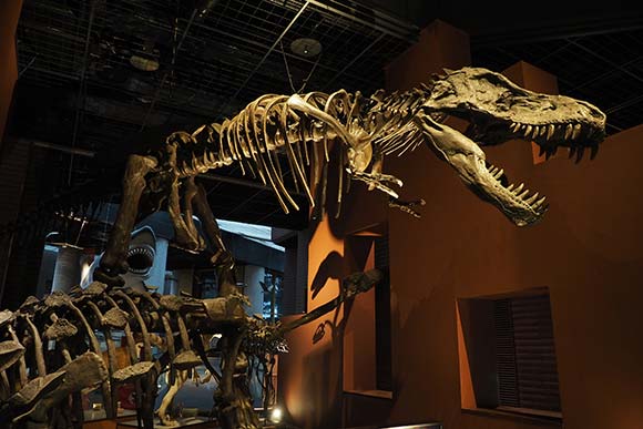 ティラノサウルスの骨格標本
