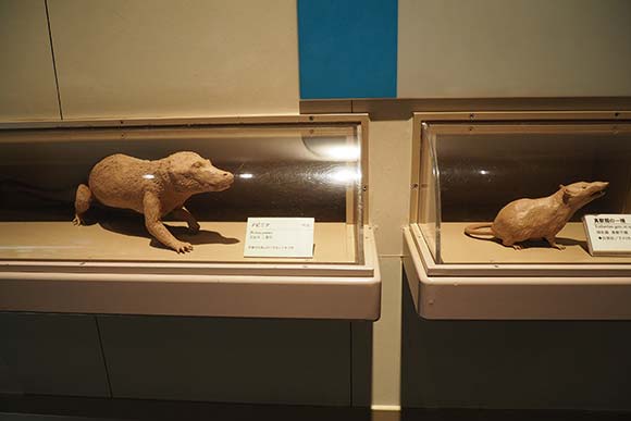 古代哺乳類の展示物