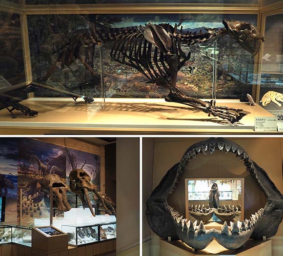 サメなど古代生物の骨格標本