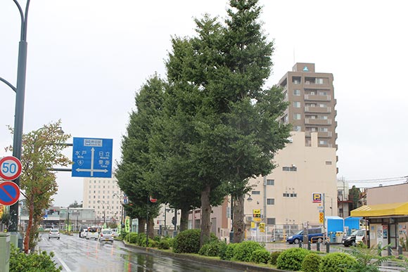 道路沿いに並ぶ緑のイチョウ