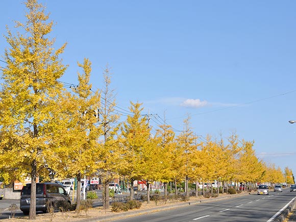 道路沿いに並ぶ黄色いイチョウ