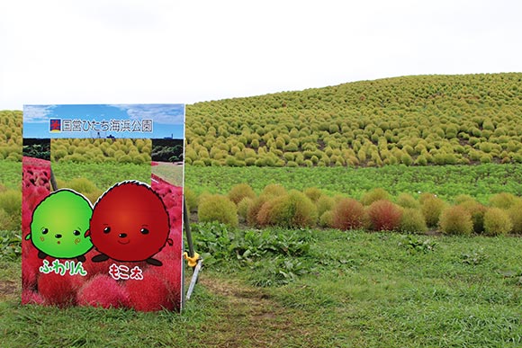 一面のコキアと看板