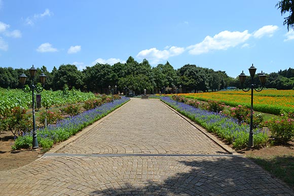 石畳の通路を挟む広大な花畑