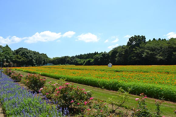 紫やピンクやオレンジの花々