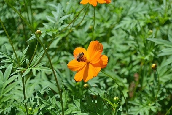 花弁にとまるミツバチ