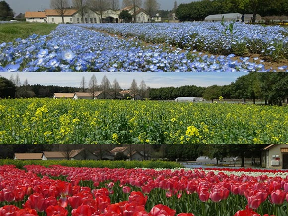 季節ごとに入れ替わる3種の花畑