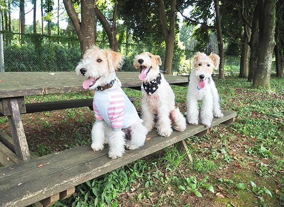 ベンチの上に3頭の犬