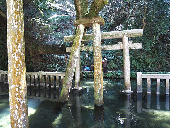 池の中に建つ鳥居