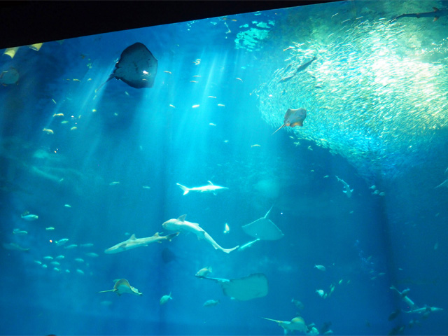 出会いの海の大水槽