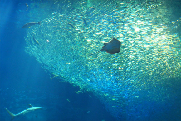 小魚の大群にエイの魚影が