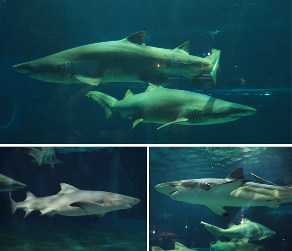3種のサメ