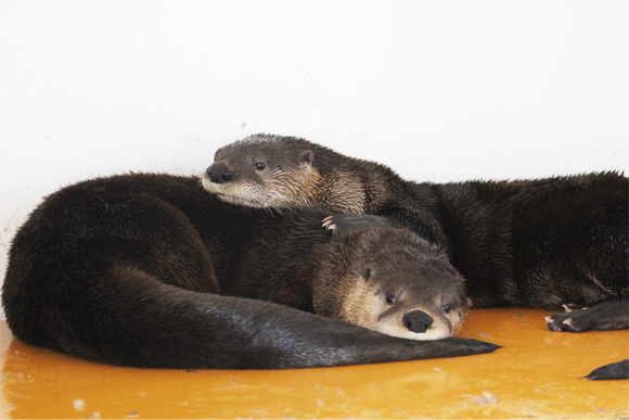 寄り添う2匹のカワウソ