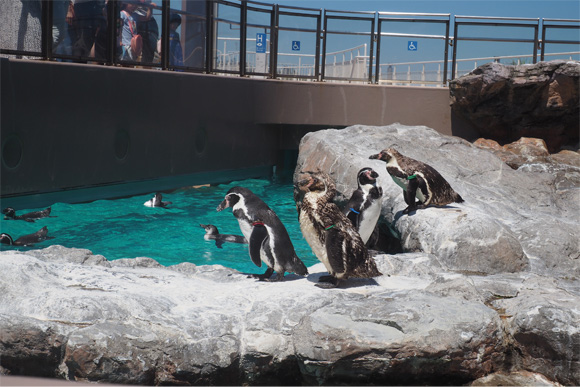 岩場をぺたぺた歩くペンギン