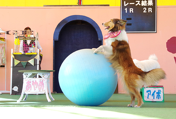 バランスボールを転がす中型犬