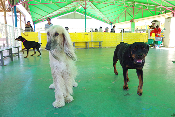 迫る2匹の大型犬