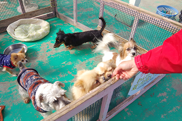 檻に入った小型犬と触れ合う様子