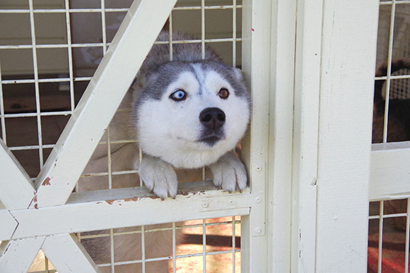 檻の隙間から顔を出す犬