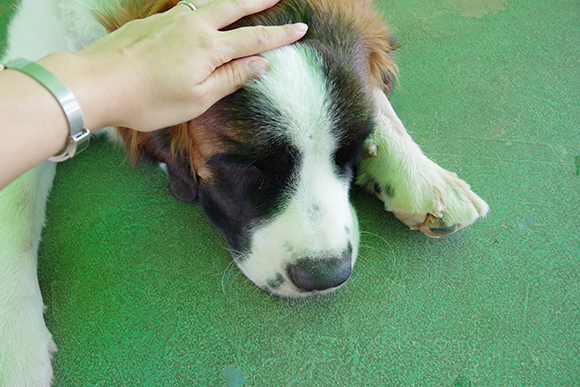 撫でられて気持ち良さそうな犬