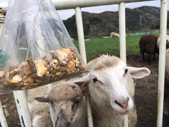 餌の袋と柵から顔を出す羊