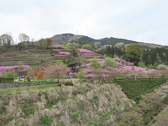 山の斜面にある花畑やアスレチック