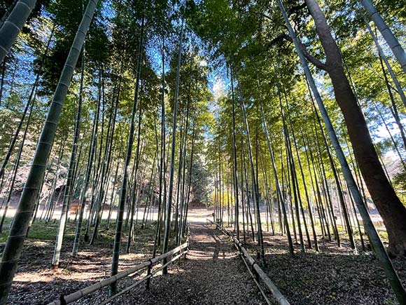 竹林に囲まれた道