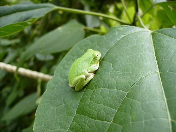 園内にいる昆虫の写真