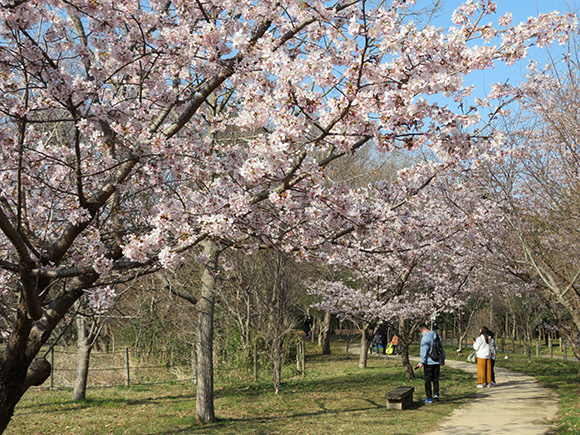 桜の見頃の様子