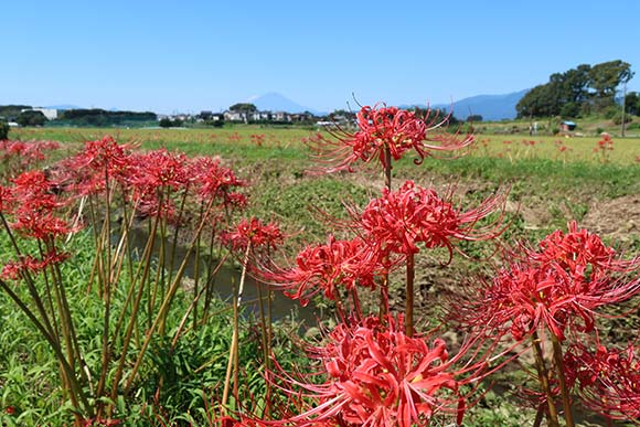 園内に咲く真っ赤な彼岸花