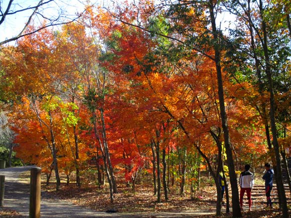 黄色や赤に紅葉している木