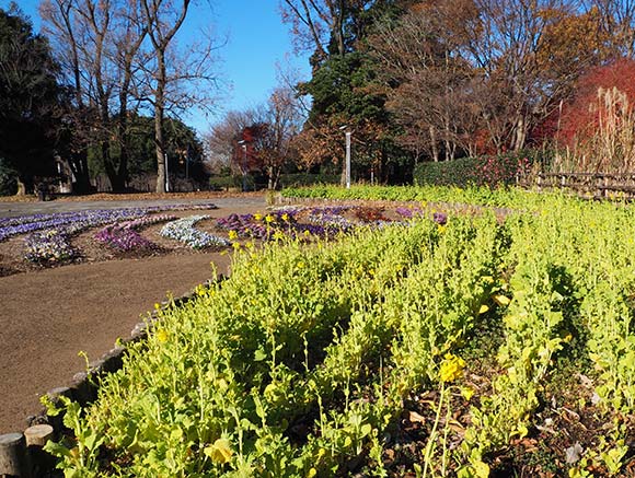 花壇に植えられた菜の花