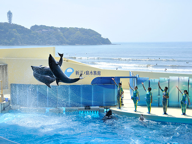 水族館 新 江ノ島 新江ノ島水族館 【最大20%割引】入場料割引クーポン