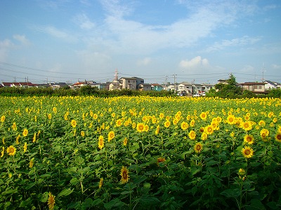 ひまわり畑全景