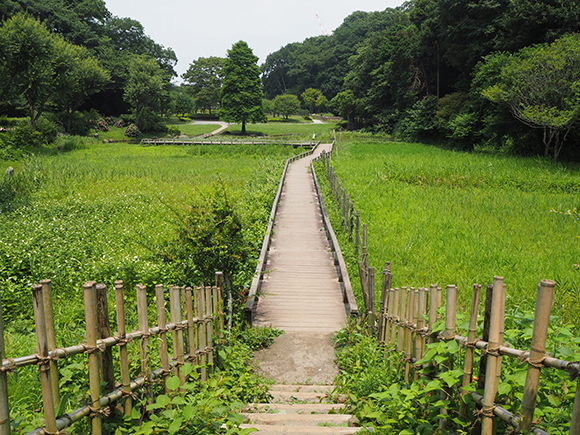 豊かな緑の中を通る木道