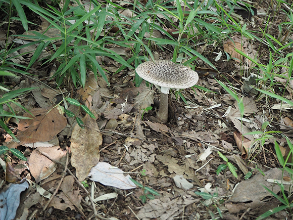 白地に黒の淡い斑点があるキノコ