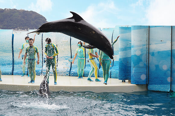 お得クーポンあり 新江ノ島水族館 の見どころ12選 イルカやクラゲに癒されよう 免許と一緒に タイムズクラブ