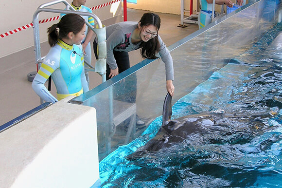 新江ノ島水族館 の見どころ12選 イルカやクラゲに癒されよう 免許と一緒に タイムズクラブ