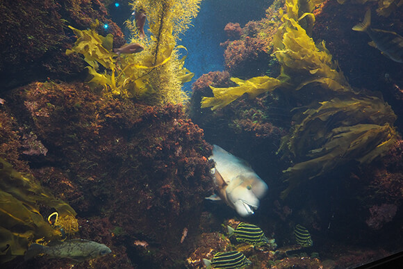 海藻に隠れた魚たち