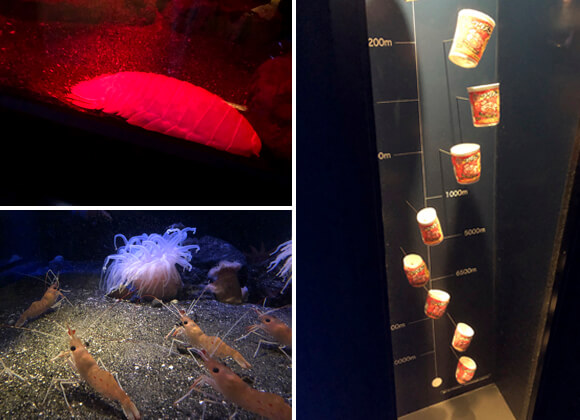 深海生物や展示物