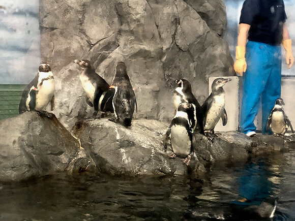 岩場に立つペンギンたち