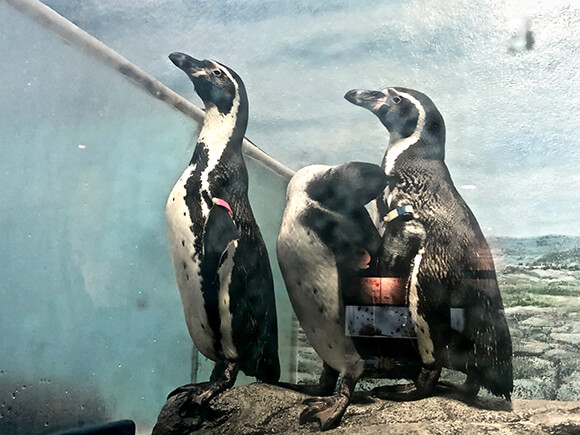 一方をじっと見つめるペンギン