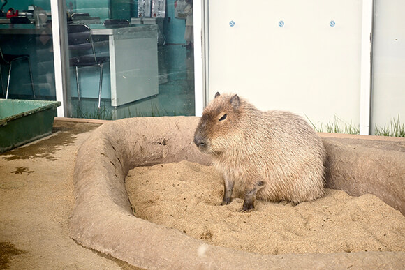 砂場に座っているカピバラ