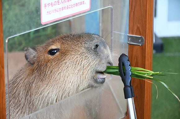 トングから餌を食べるカピバラ