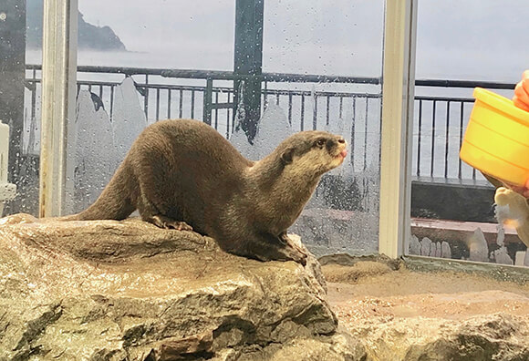 餌のバケツを見つめるカワウソ