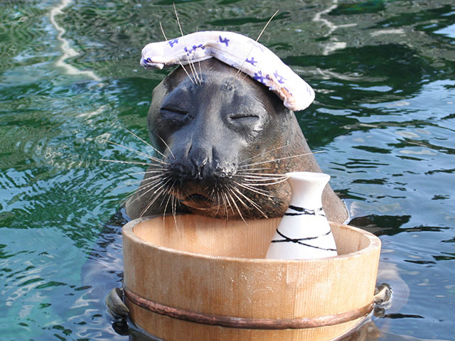 気持ちよさそうに入水しているアザラシ