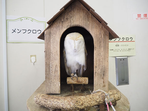 メンフクロウの寝顔