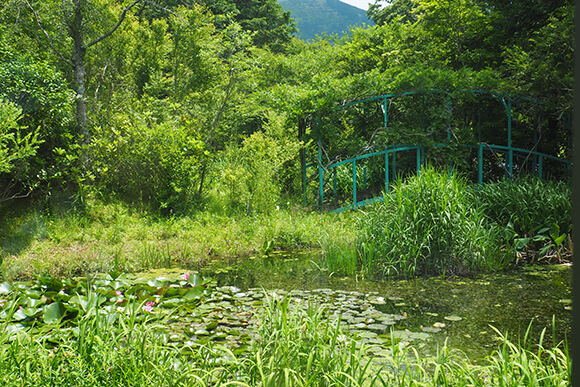 緑が生い茂る睡蓮の池