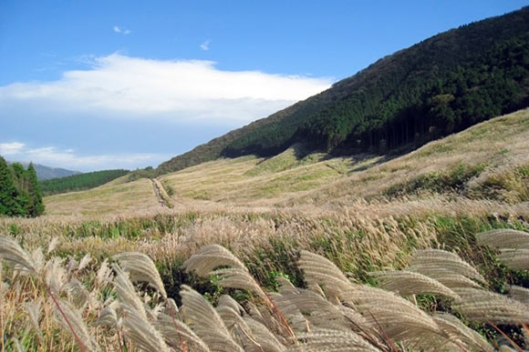 一面に広がるすすき