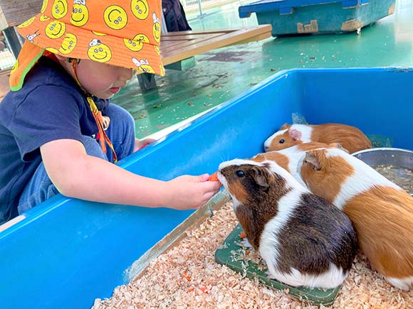 モルモットに餌をあげる子ども