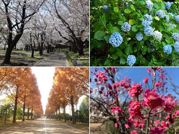 桜や紫陽花などの花々